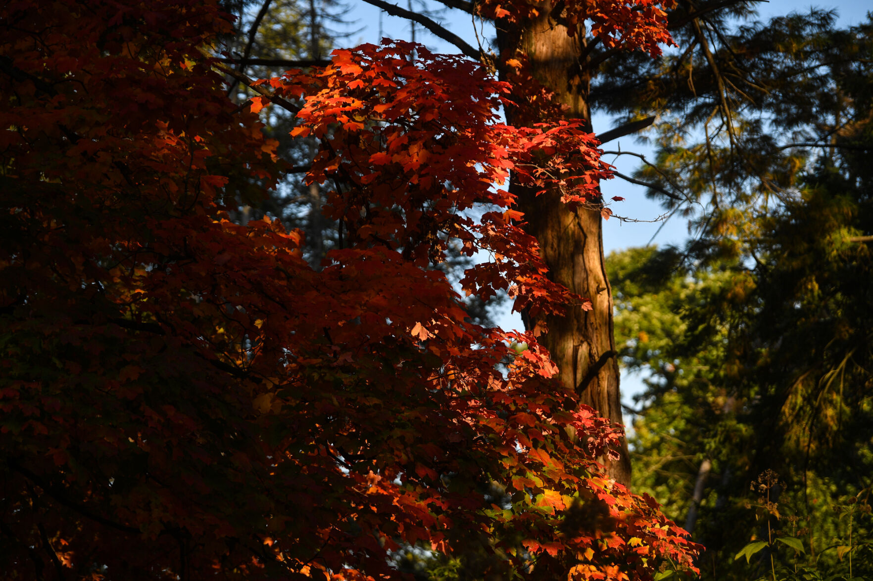 100820-qc-nws-fallcolor-011